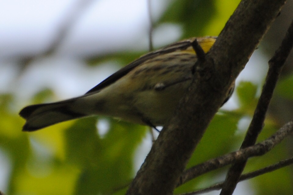 Yellow-rumped Warbler (Myrtle) - ML463971291