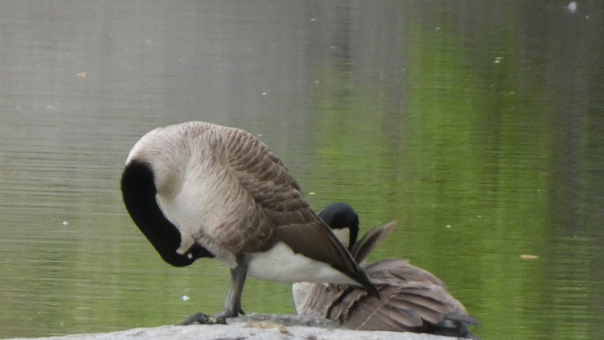 ברנטה קנדית - ML463971391