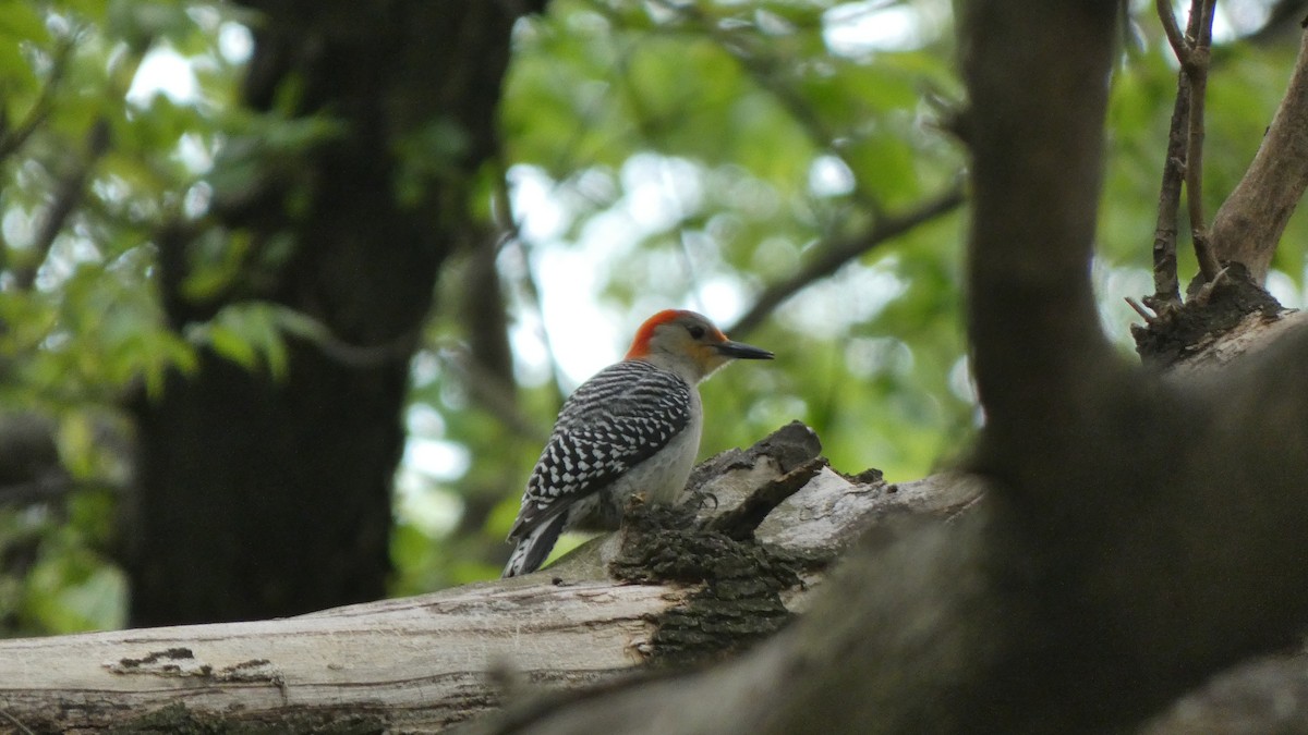 Red-bellied Woodpecker - ML463971511
