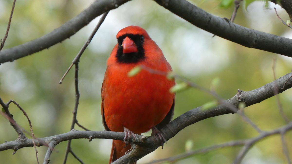 קרדינל צפוני - ML463971581