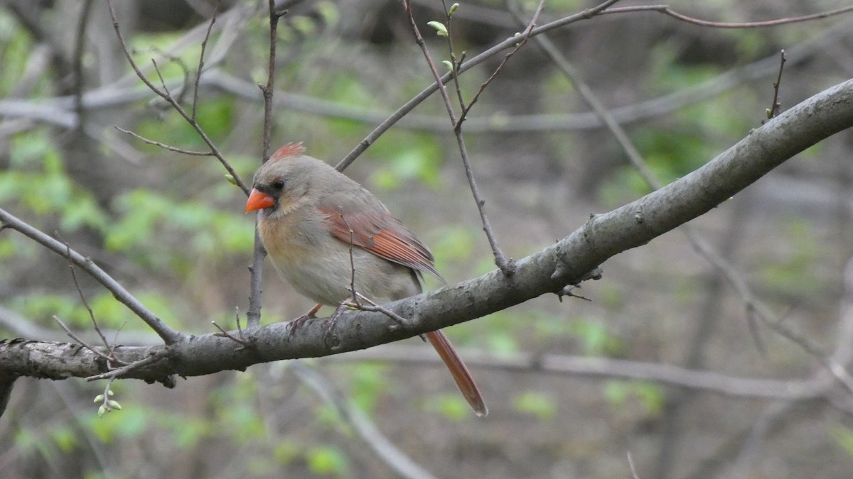 קרדינל צפוני - ML463971631