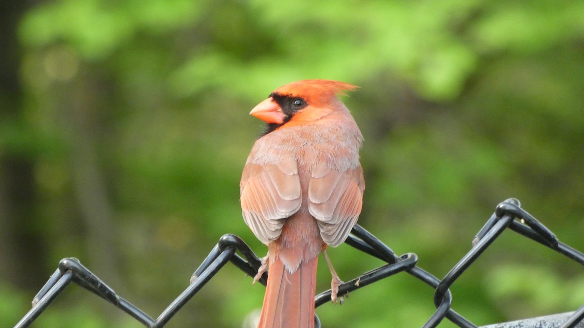 קרדינל צפוני - ML463971641