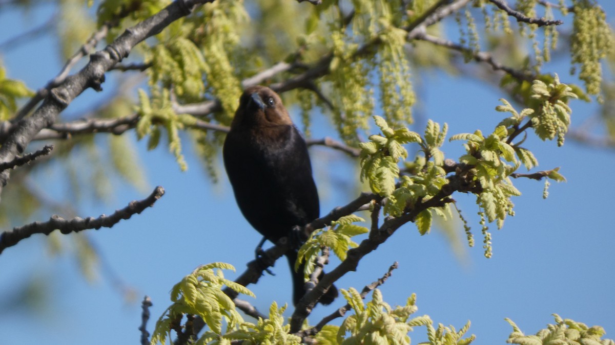 שחרורית חומת-ראש - ML463971801