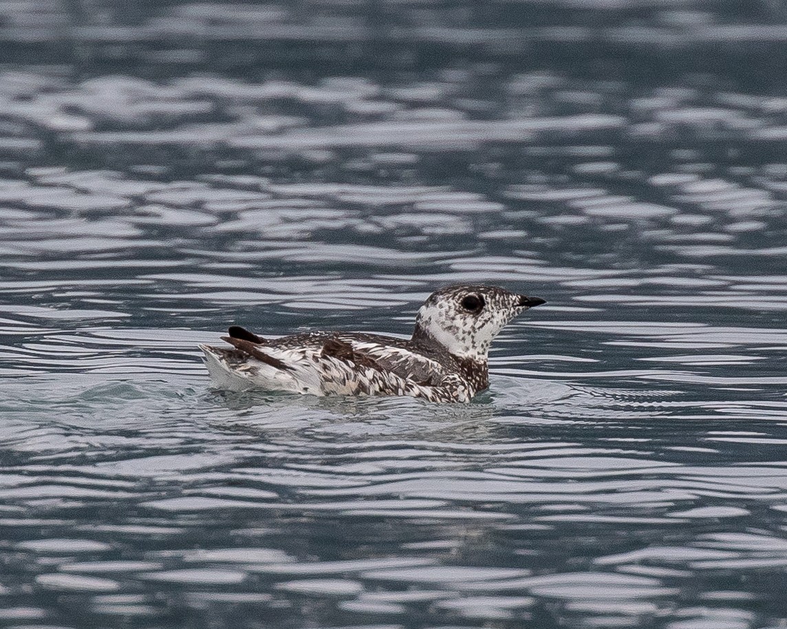 Kittlitz's Murrelet - ML463972051