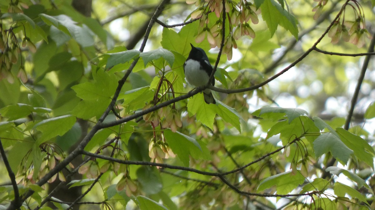 סבכון שחור-גרון - ML463972491