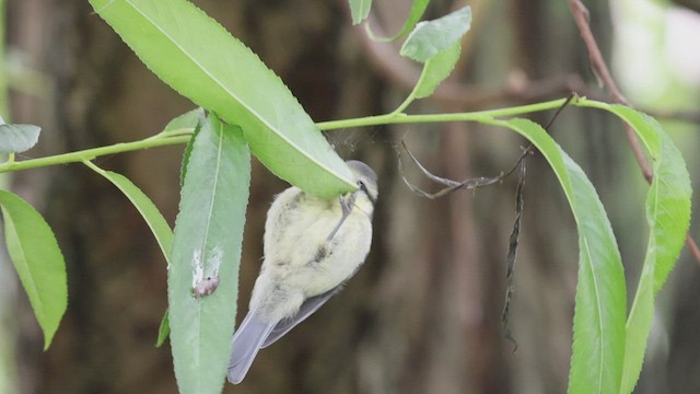 Eurasian Blue Tit - ML463972871