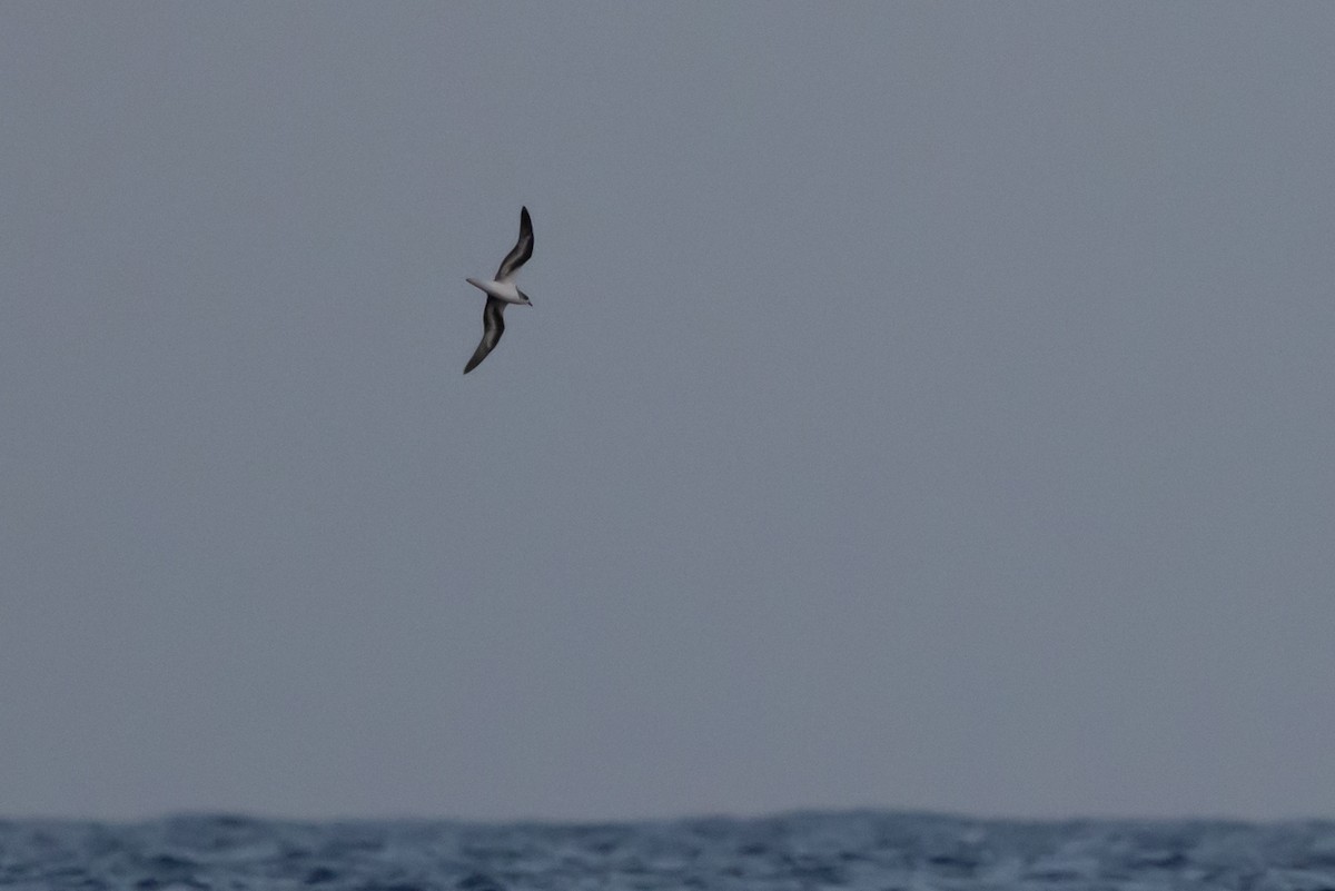 Zino's Petrel - Nick Bonomo