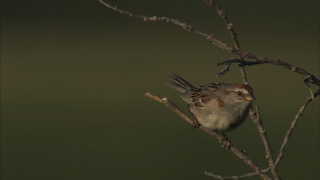 American Tree Sparrow - ML463973