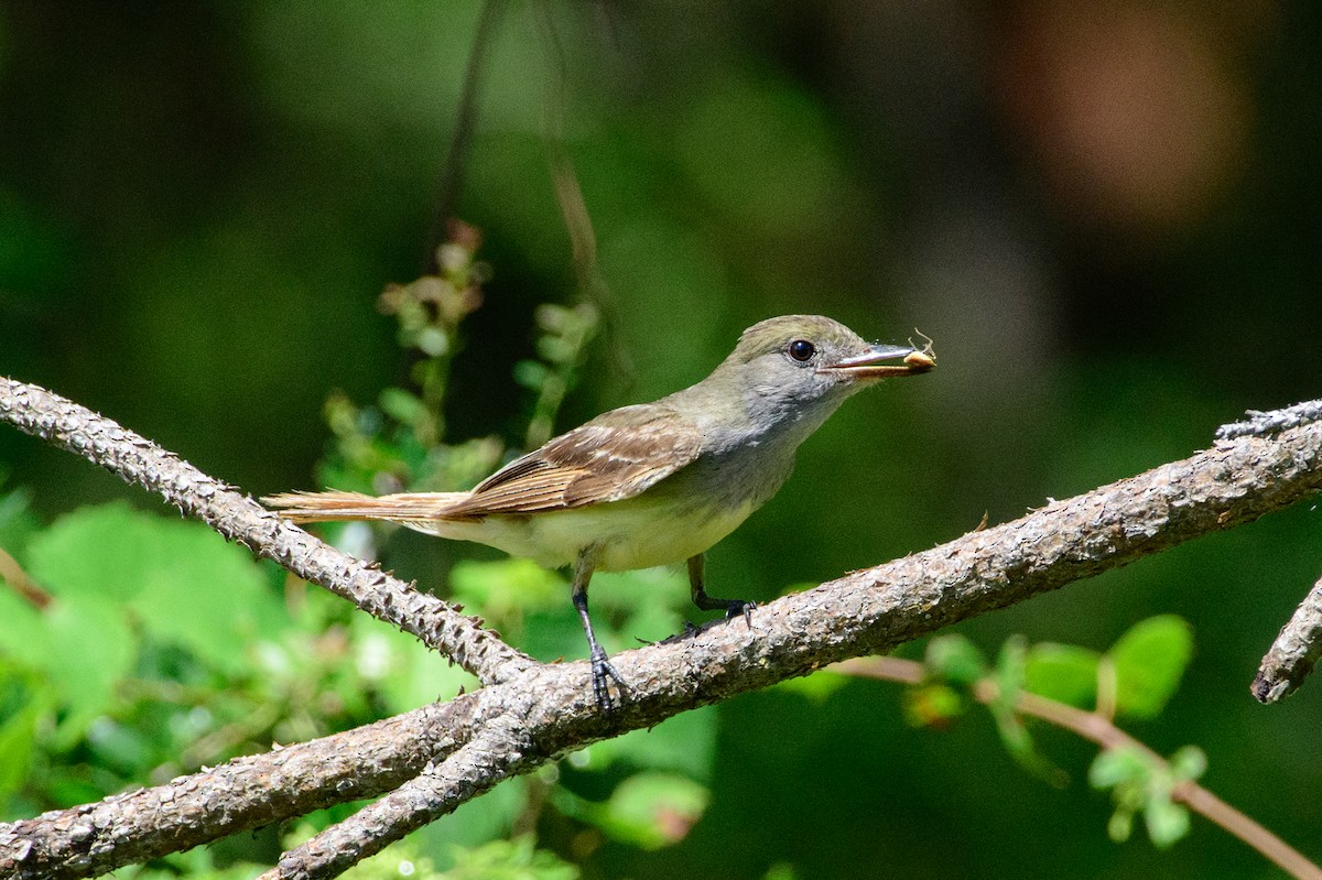 Great Crested Flycatcher - ML463976031