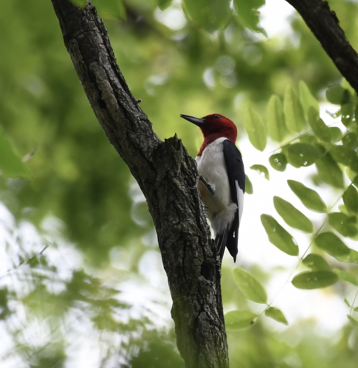 Red-headed Woodpecker - ML463977521