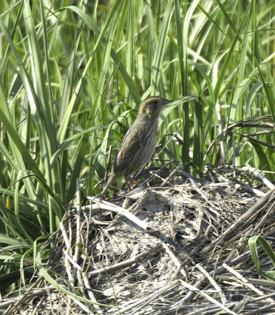 Nelson's Sparrow - ML463979581