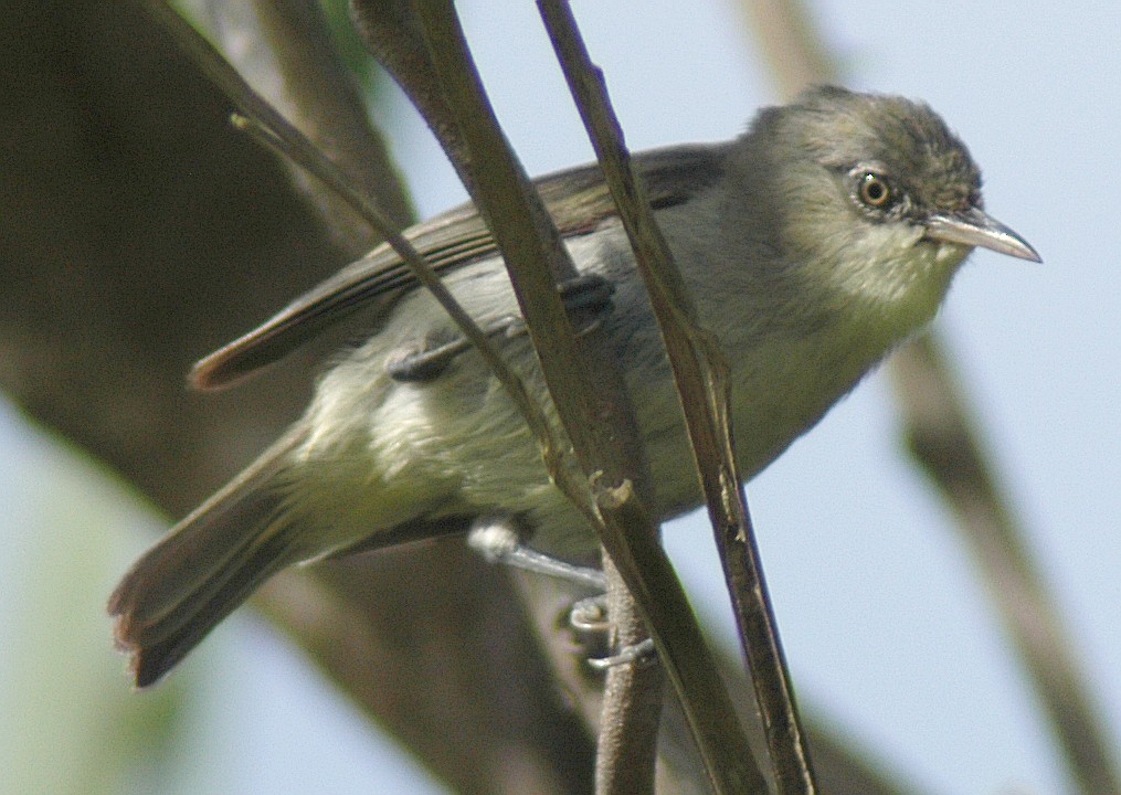 Plain White-eye - Eric VanderWerf