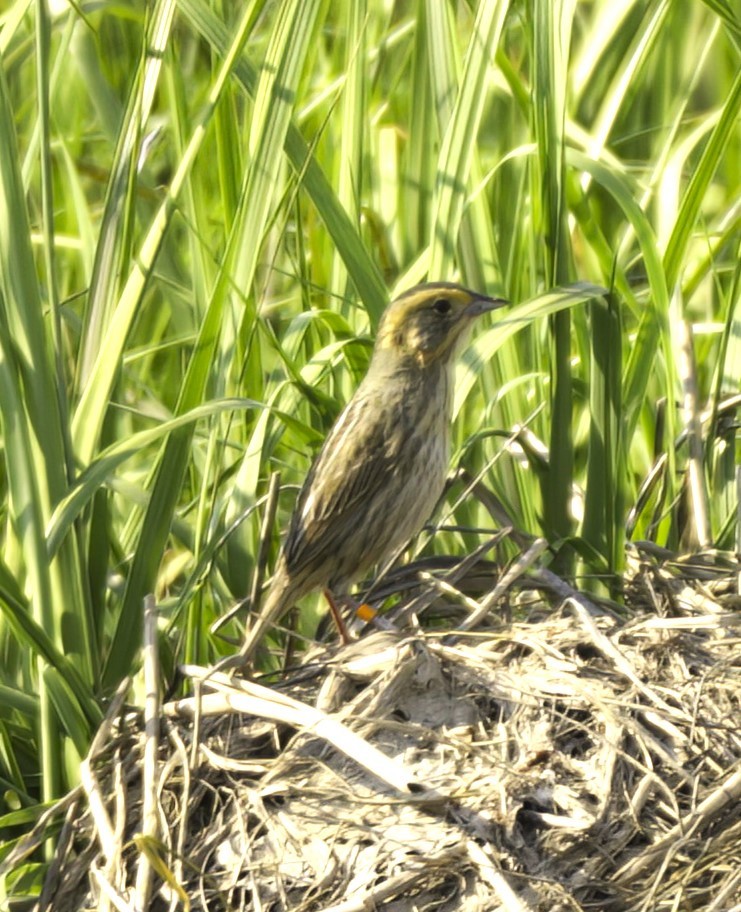 Nelson's Sparrow - Sue Riffe