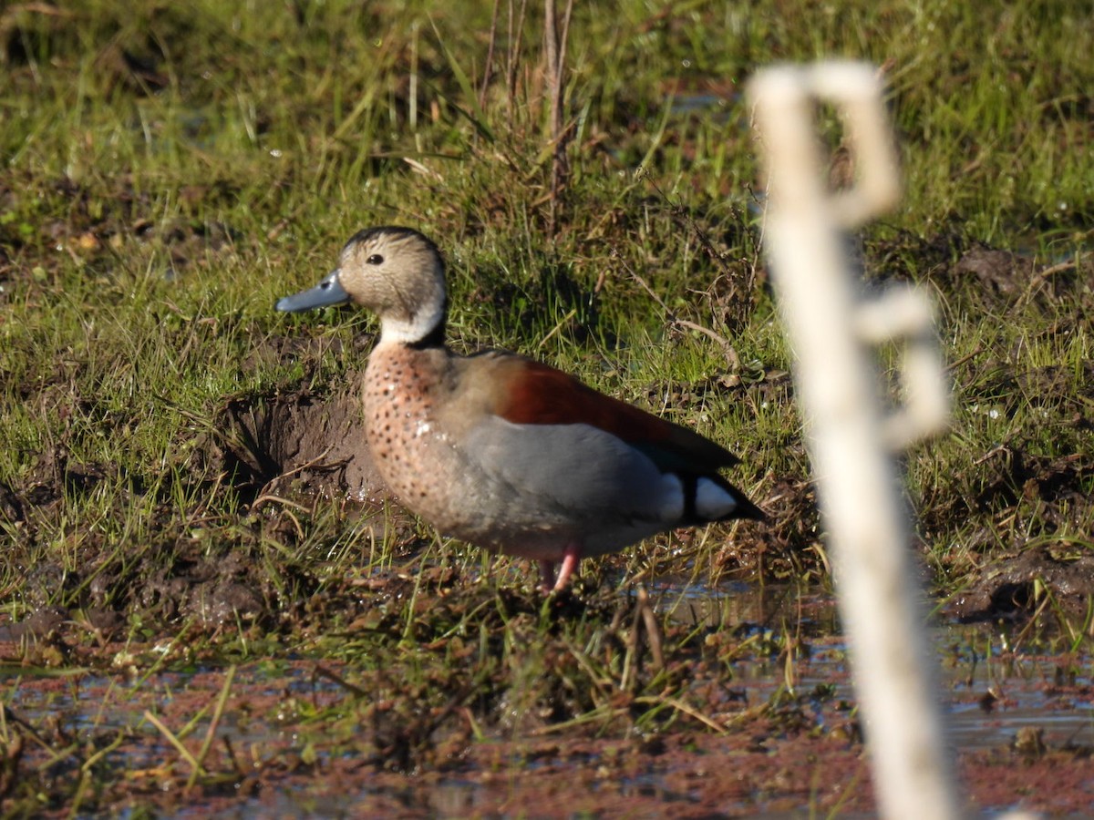 Ringed Teal - ML463980811