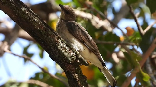 Воскоїд великий - ML463982691