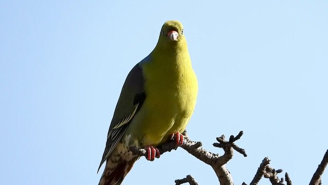 Африканский зелёный голубь - ML463982841