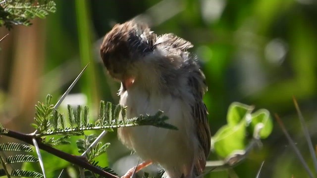 Rattling Cisticola - ML463983021