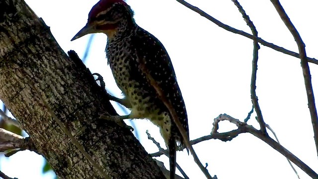 Nubian Woodpecker - ML463983241