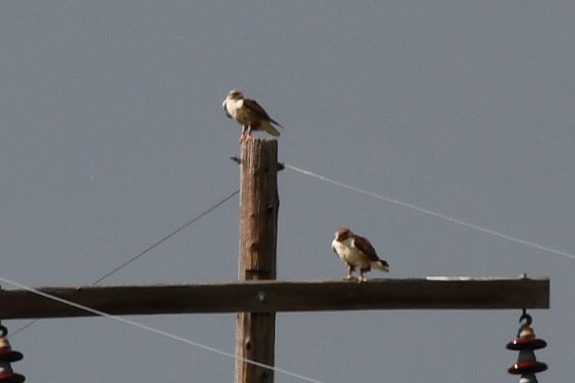 Ferruginous Hawk - ML463983571