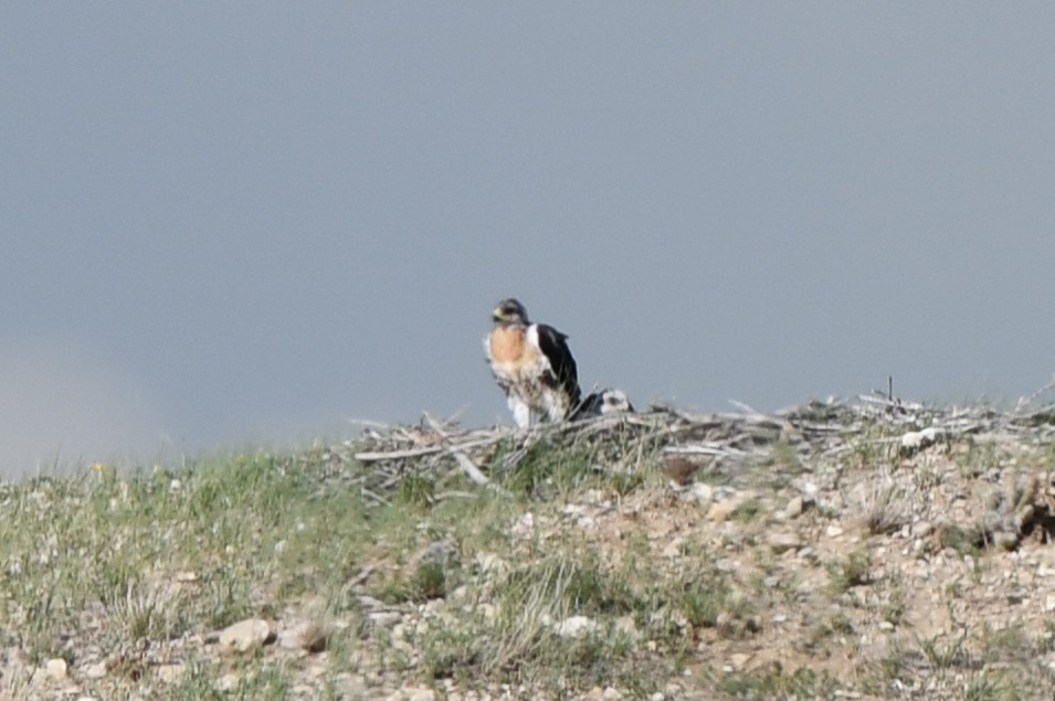 Ferruginous Hawk - ML463983791