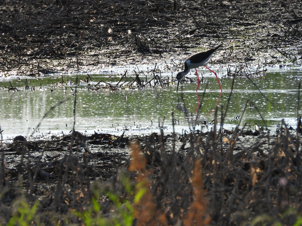 Black-necked Stilt - ML463983901