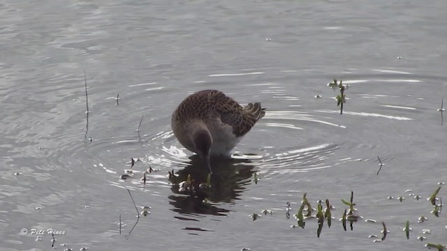 流蘇鷸 - ML463984291