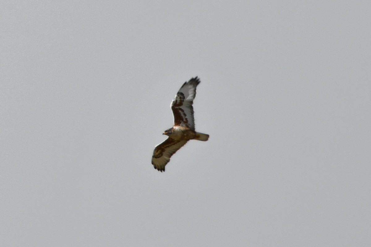 Ferruginous Hawk - ML463984371