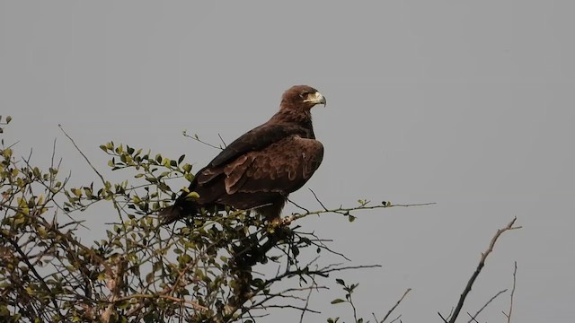 Tawny Eagle - ML463986061