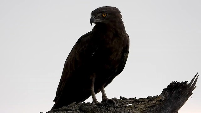 Brown Snake-Eagle - ML463986141