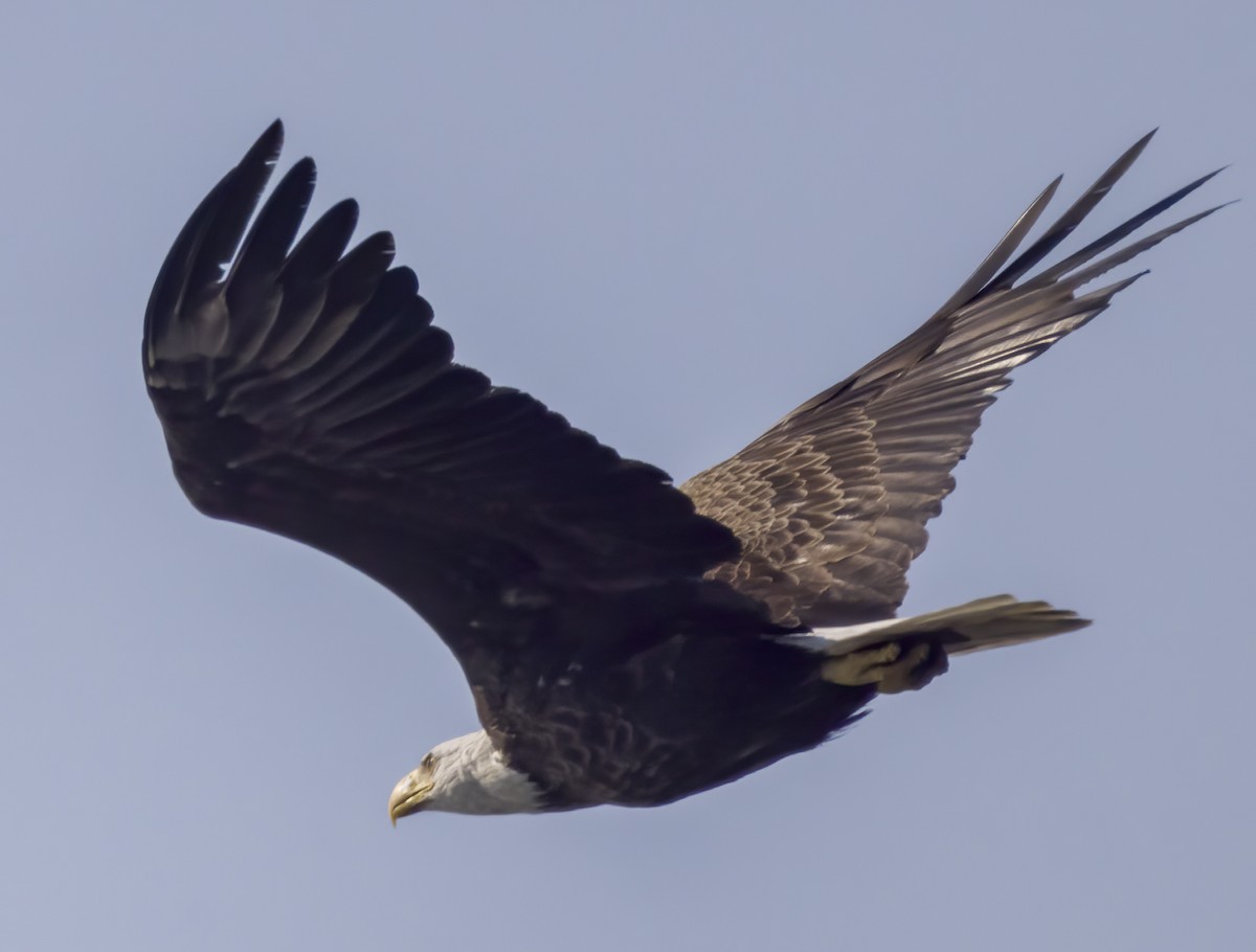 Bald Eagle - ML463986941