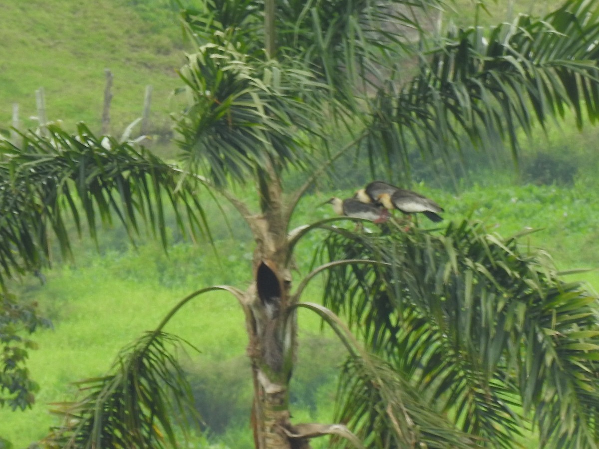 Buff-necked Ibis - ML463987401