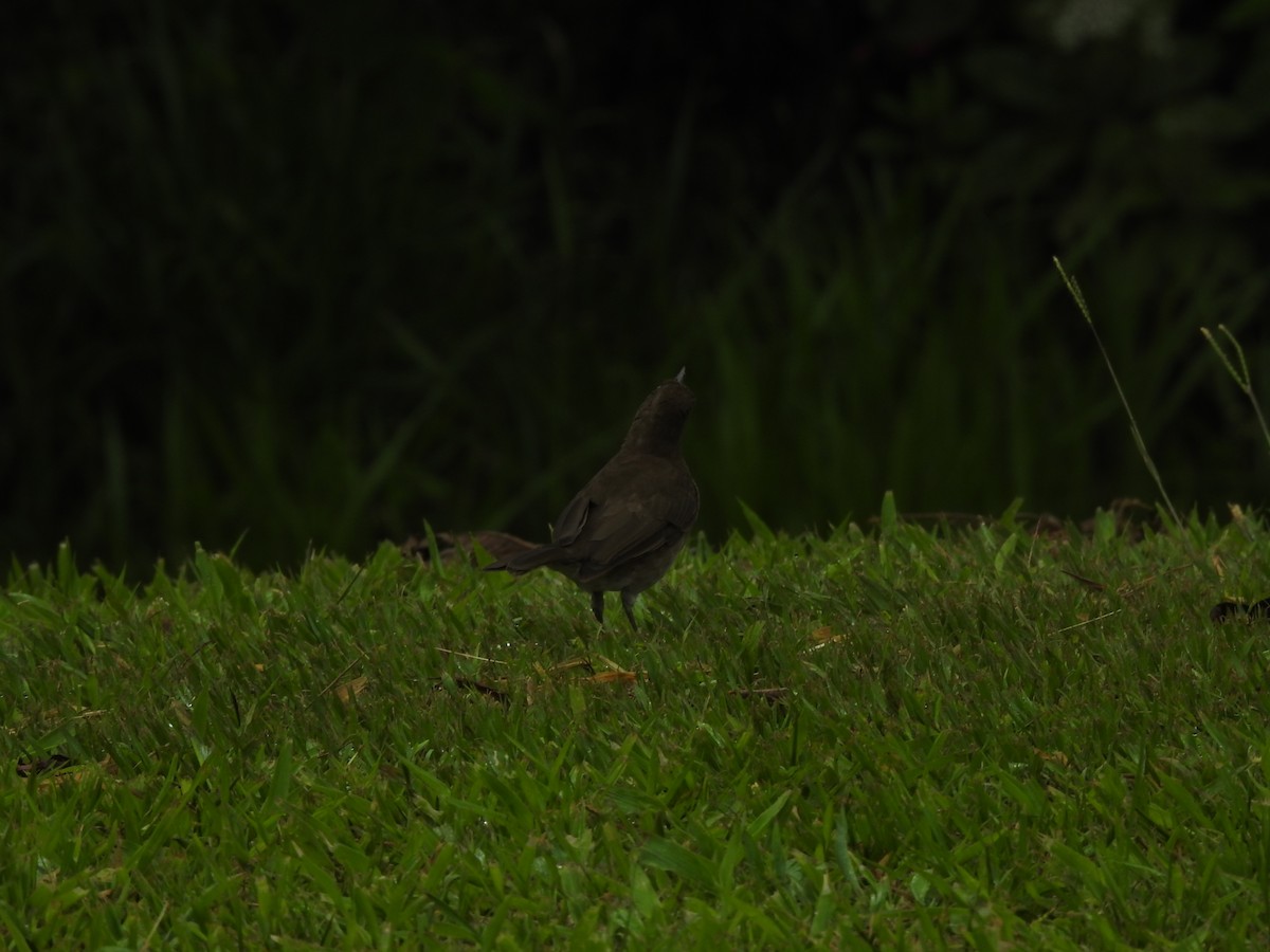 Black-billed Thrush - ML463987421