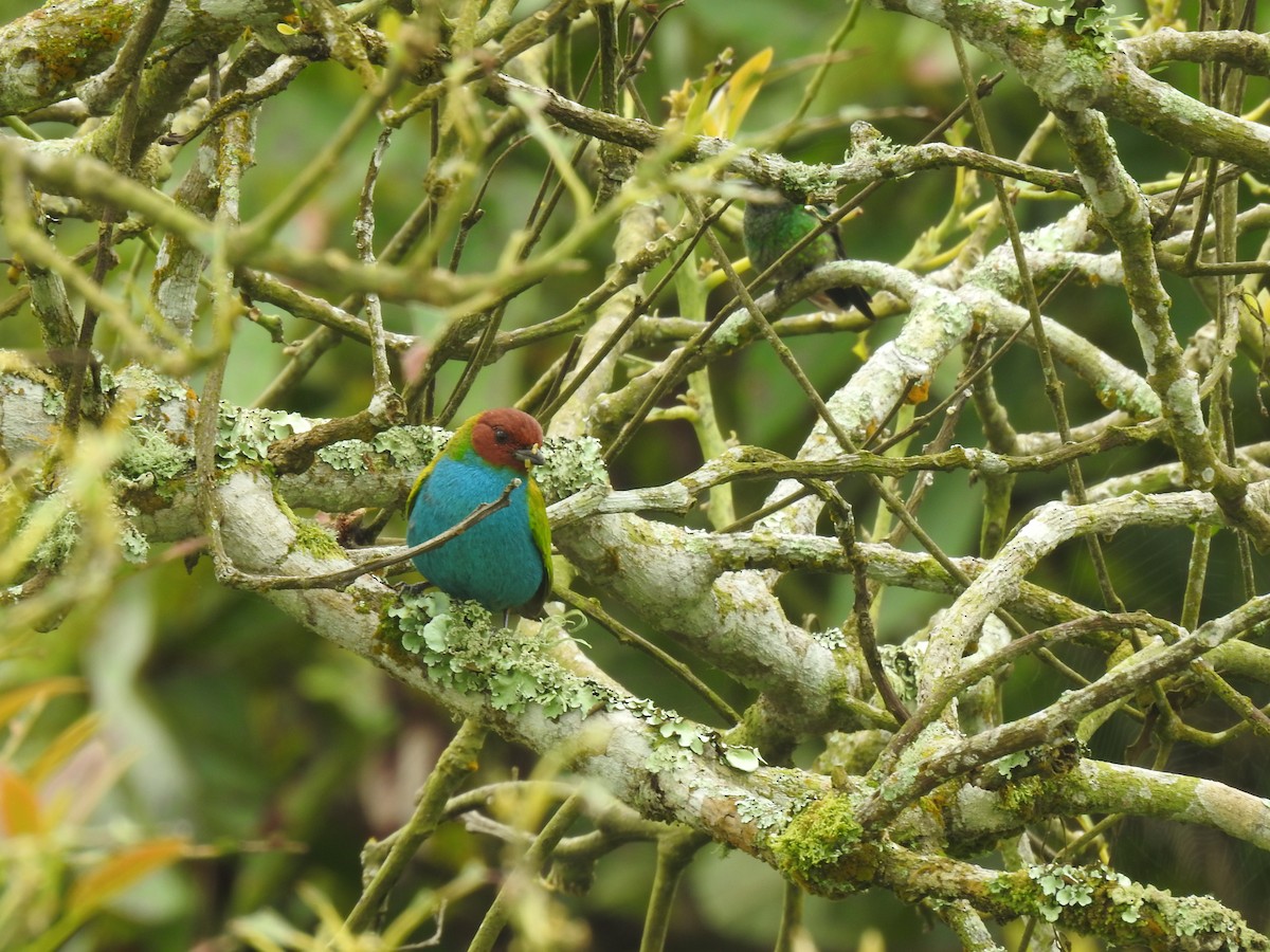 Bay-headed Tanager - Miguel  Gómez