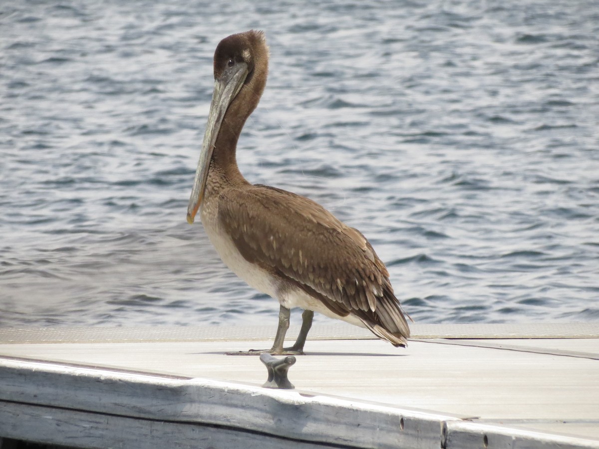 Brown Pelican - ML463988701