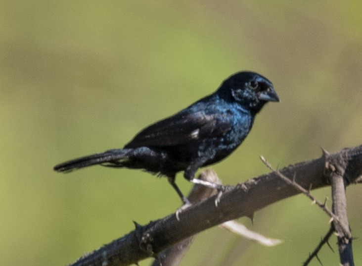 Blue-black Grassquit - ML463990841