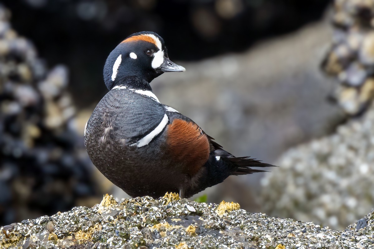 Harlequin Duck - ML463991511