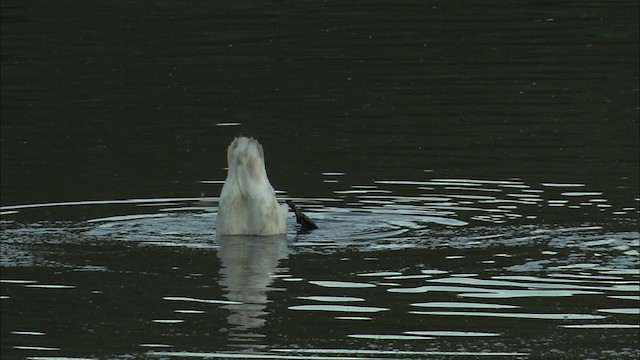 Cygne trompette - ML463992