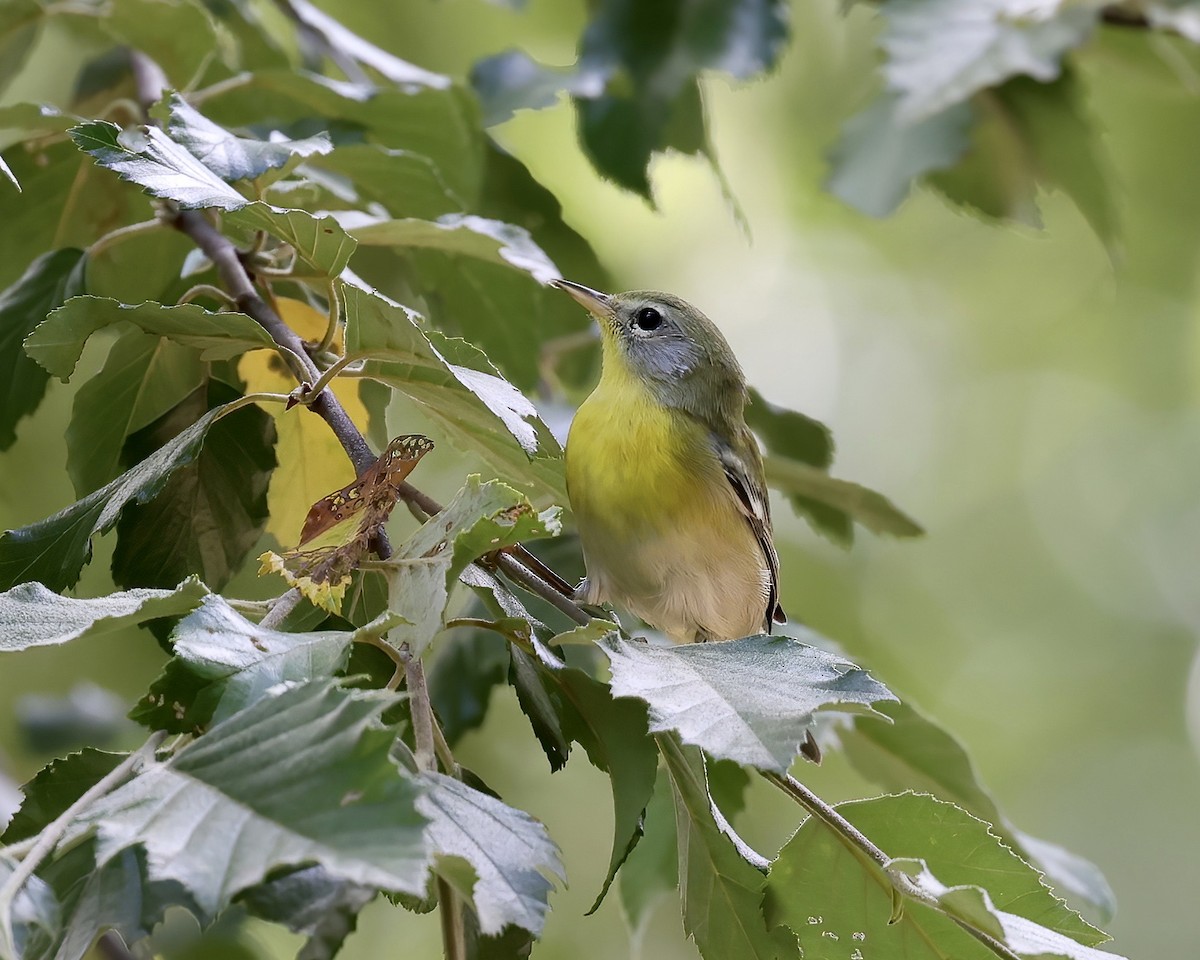 Northern Parula - ML463992151