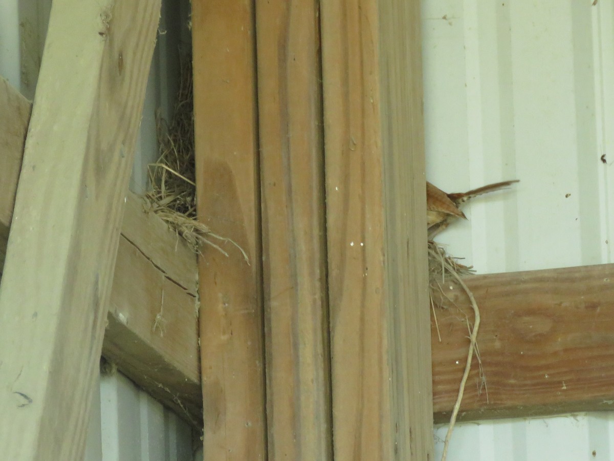 Carolina Wren - ML463993331