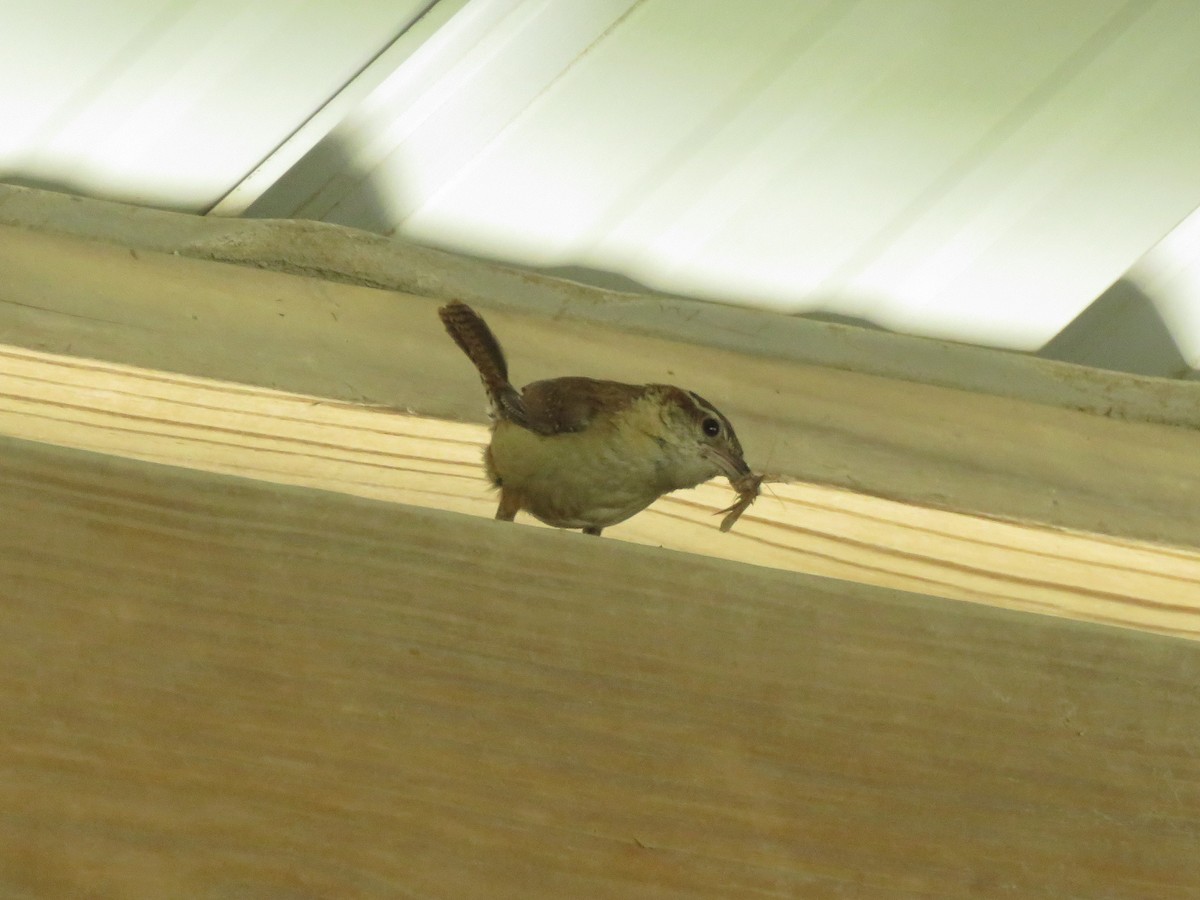 Carolina Wren - ML463993361