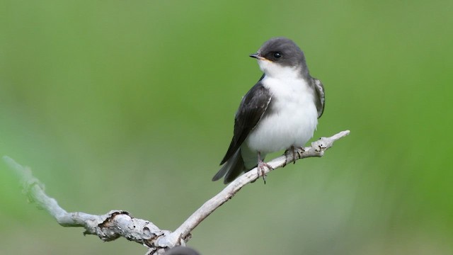 Tree Swallow - ML463993381