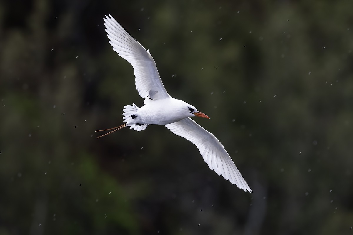 Red-tailed Tropicbird - ML463995231