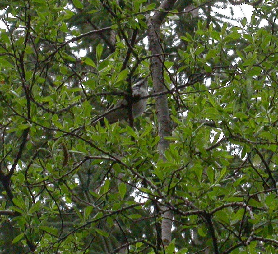 Blackpoll Warbler - ML46399551