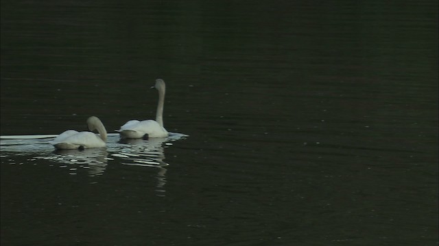 Trumpeter Swan - ML463997