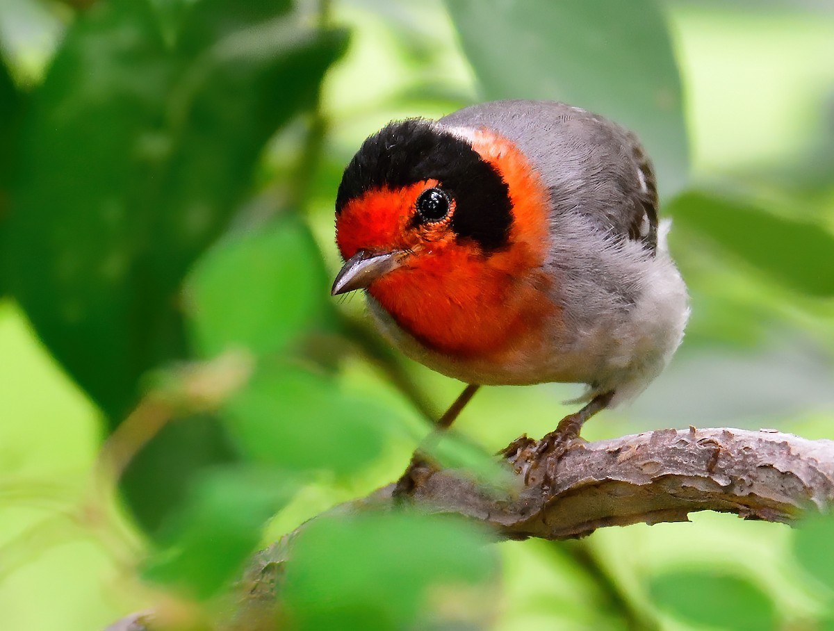 Red-faced Warbler - Ad Konings