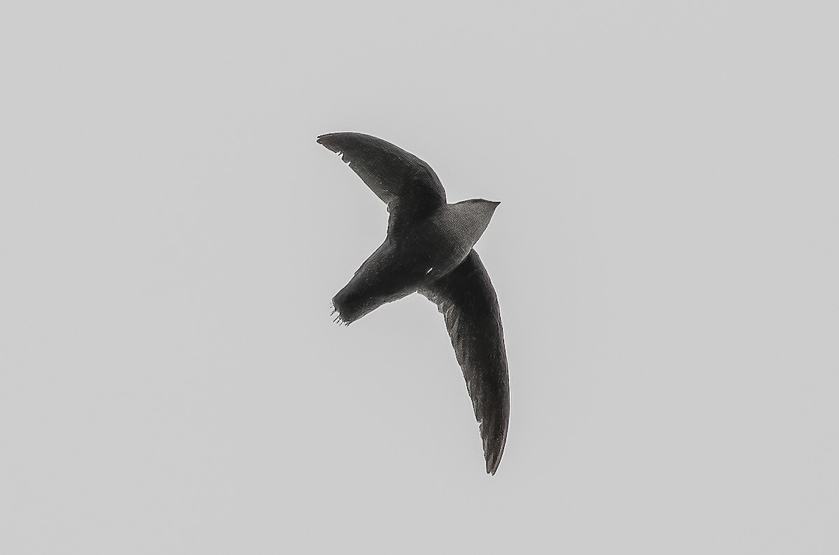 Chimney Swift - ML464000891