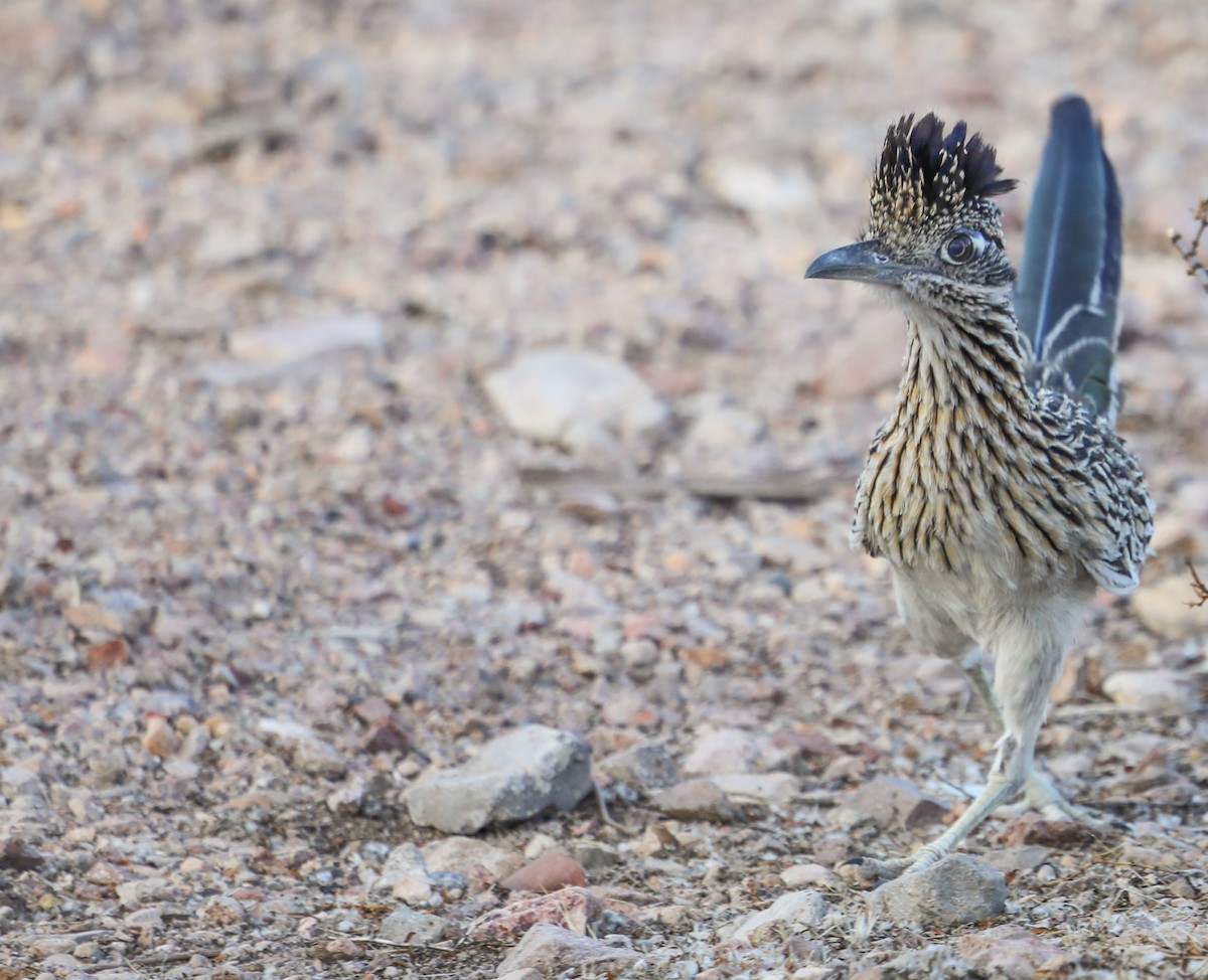Таязура-подорожник каліфорнійська - ML464002551