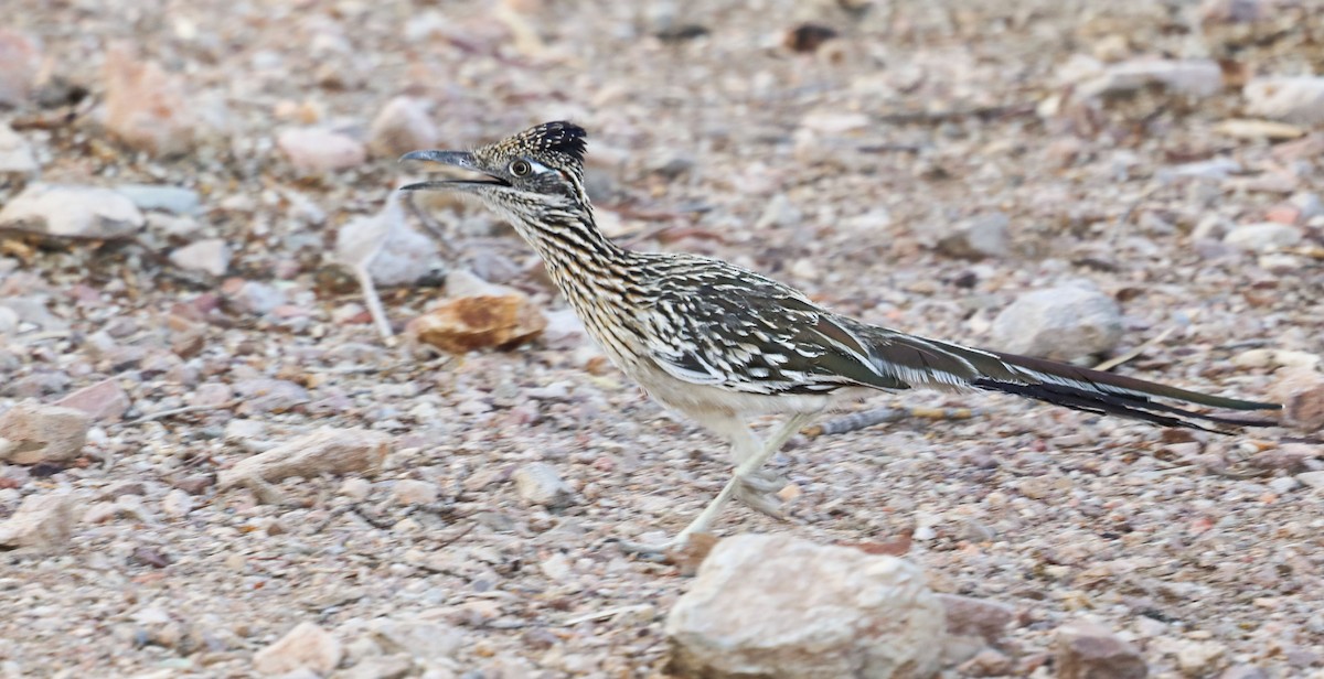 Таязура-подорожник каліфорнійська - ML464002561