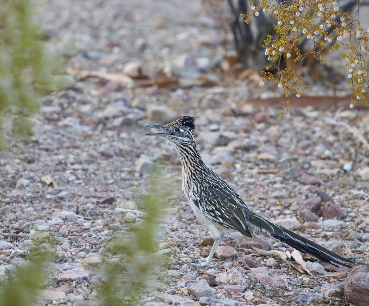 Таязура-подорожник каліфорнійська - ML464002571