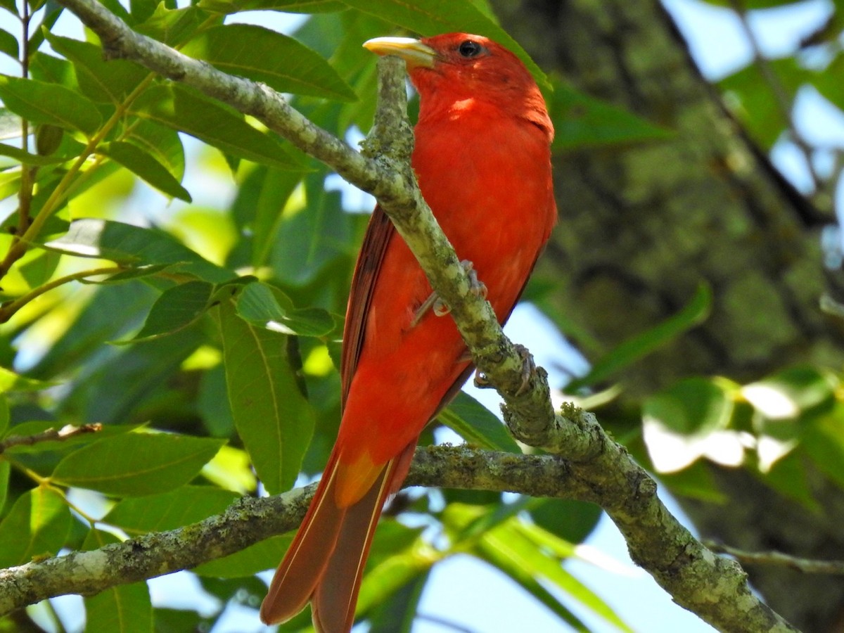 Summer Tanager - ML464002941